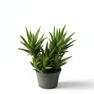 Aloe Juvenna (Aloe Diente de Tigre) - Planta Suculenta en Maceta de 4"