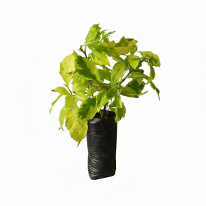 Duranta Amarilla (Duranta erecta) - Arbusto Ornamental para Cercos y Sol