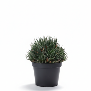 Suculenta Aristaloe Aristata - Planta Antorcha en Maceta de Cultivo (Ø 12cm)