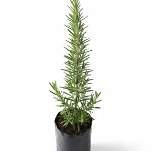 Plántula de Romero (Salvia rosmarinus)