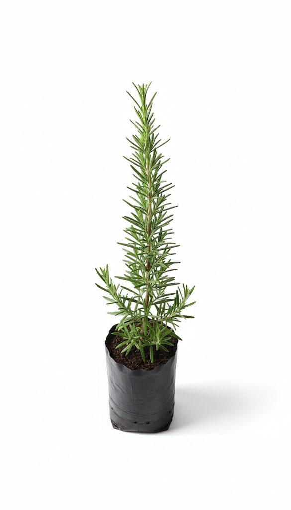 Plántula de Romero (Salvia rosmarinus)