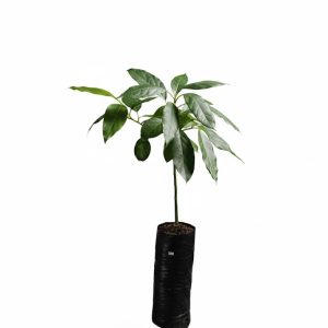 Plántula de Aguacate Hass (Persea americana)