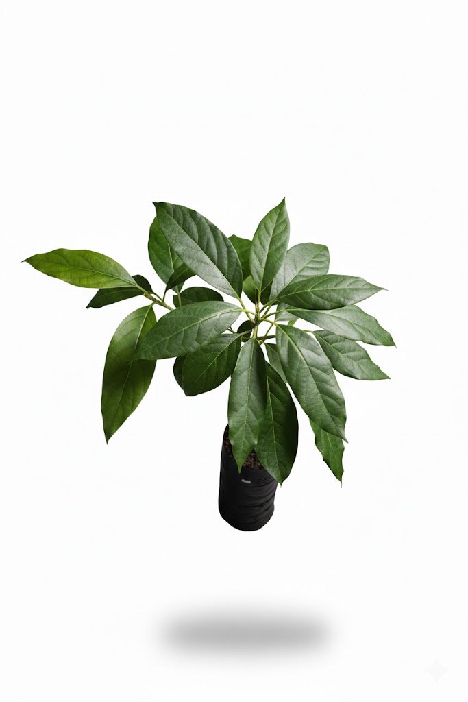 Plántula de Aguacate Hass (Persea americana) - Imagen 2