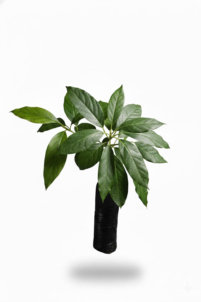 Plántula de Aguacate Hass (Persea americana) - Imagen 3