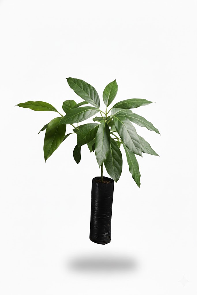 Plántula de Aguacate Hass (Persea americana) - Imagen 4