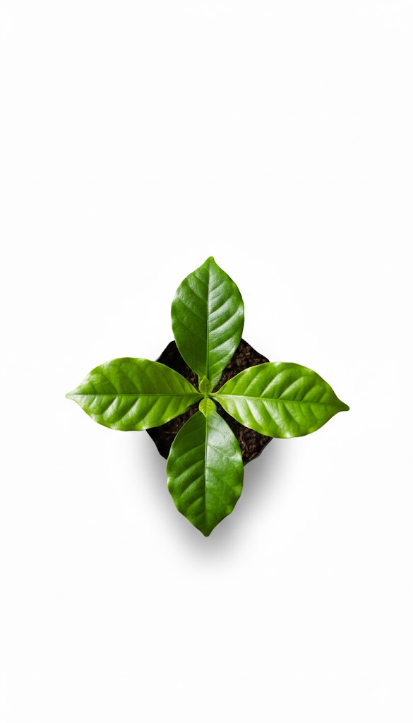 Plántula de Café Castillo (Coffea arabica var. Castillo) - Imagen 2