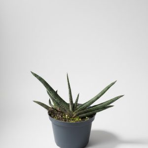 Suculenta Gasteria Verrucosa (Lengua de buey)