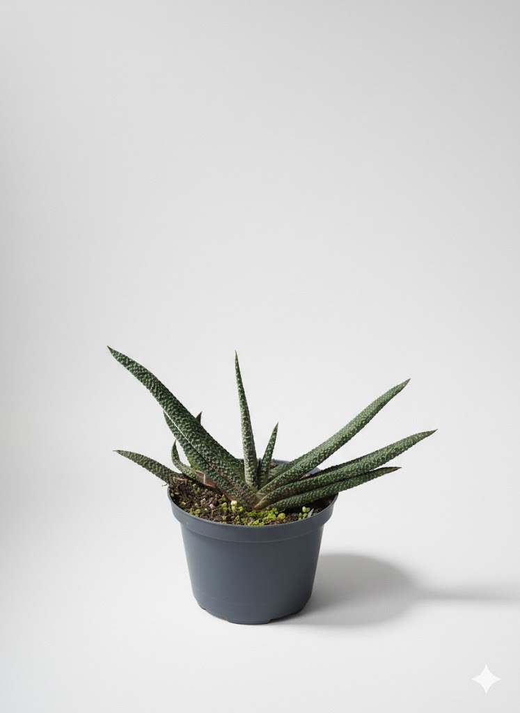 Suculenta Gasteria Verrucosa (Lengua de buey)