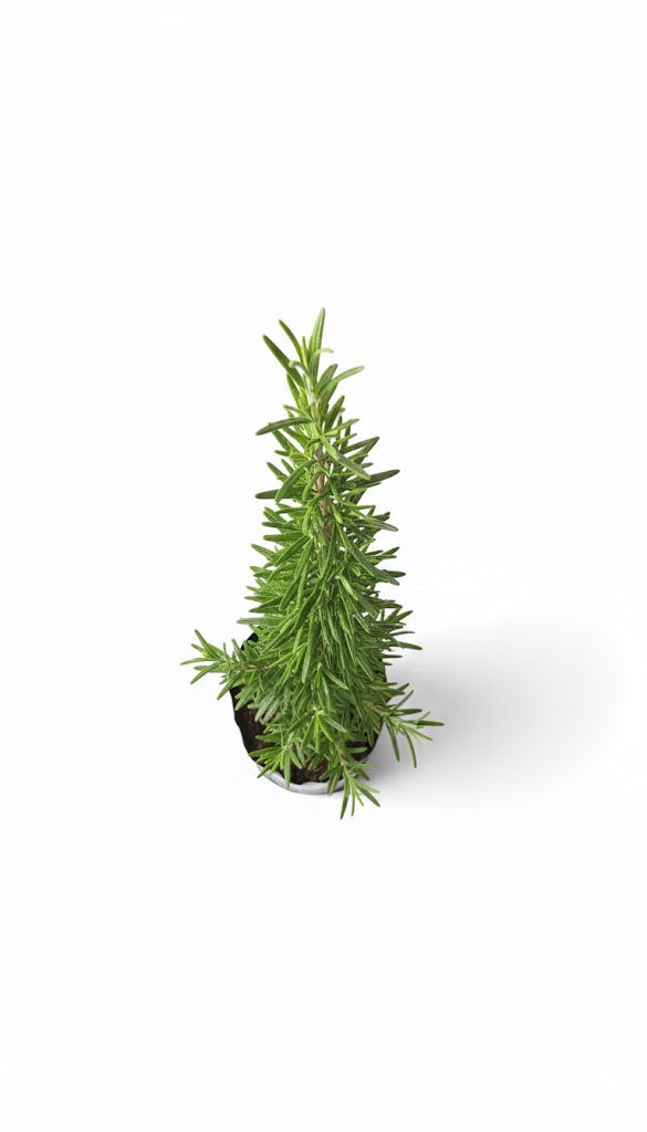 Plántula de Romero (Salvia rosmarinus) - Imagen 3