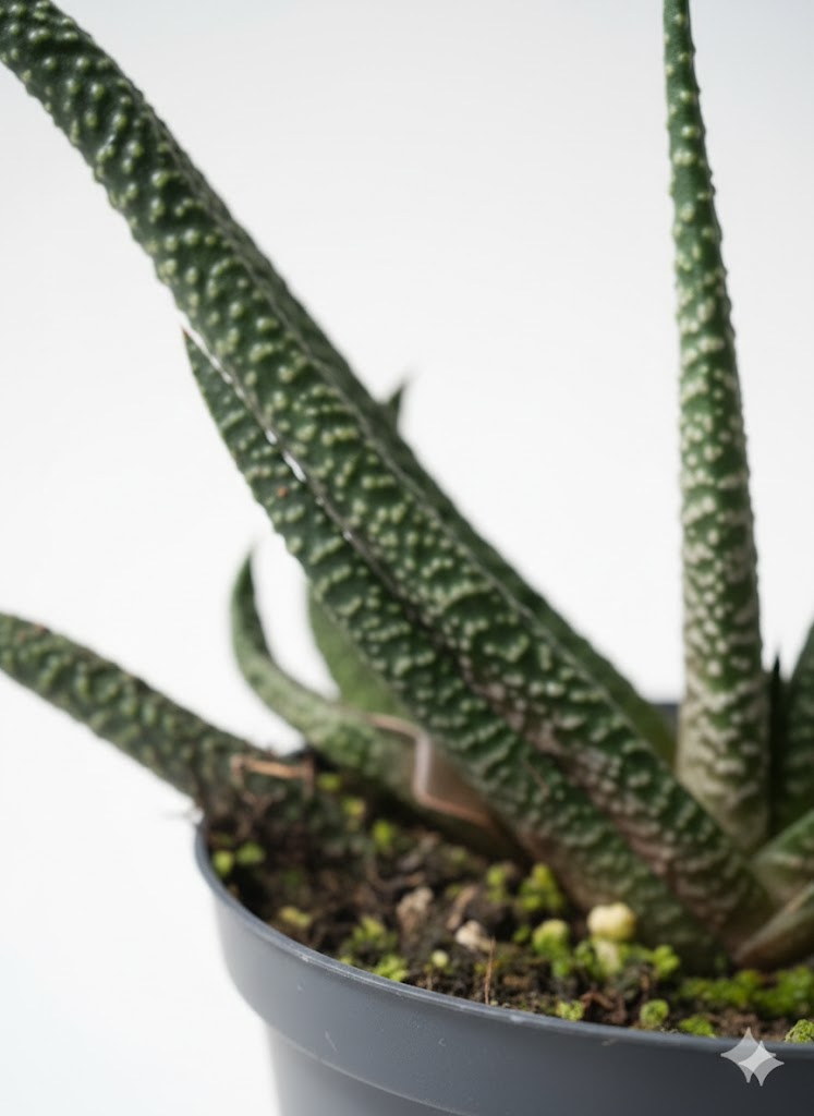 Suculenta Gasteria Verrucosa (Lengua de buey) - Imagen 3