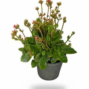 Suculenta Kalanchoe Blossfeldiana (Escarlata)
