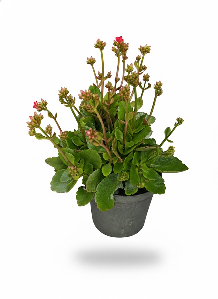 Suculenta Kalanchoe Blossfeldiana (Escarlata)