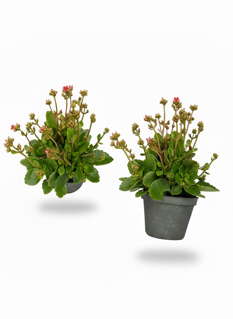 Suculenta Kalanchoe Blossfeldiana (Escarlata) - Imagen 2