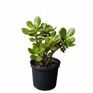 Planta de la Abundancia - Árbol de Jade (Crassula Ovata)