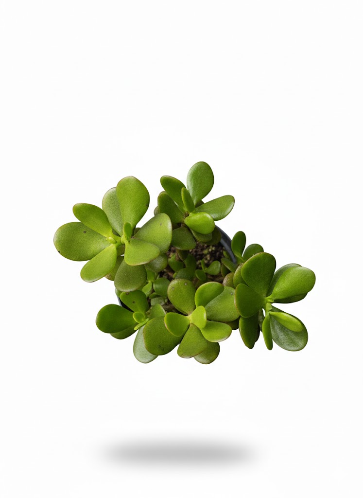 Planta de la Abundancia - Árbol de Jade (Crassula Ovata) - Imagen 2