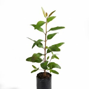 Plántula de Eucalipto Saligna (Eucalyptus saligna)