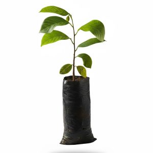 Plántula de Chirimoya (Annona cherimola)