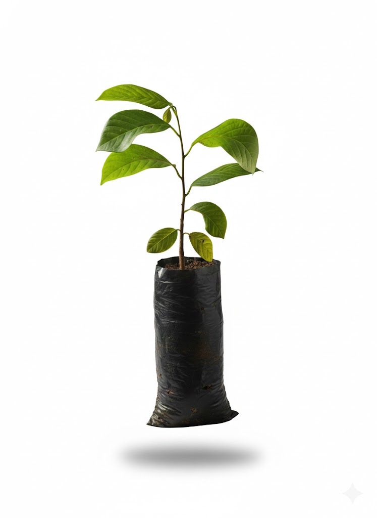 Plántula de Chirimoya (Annona cherimola)