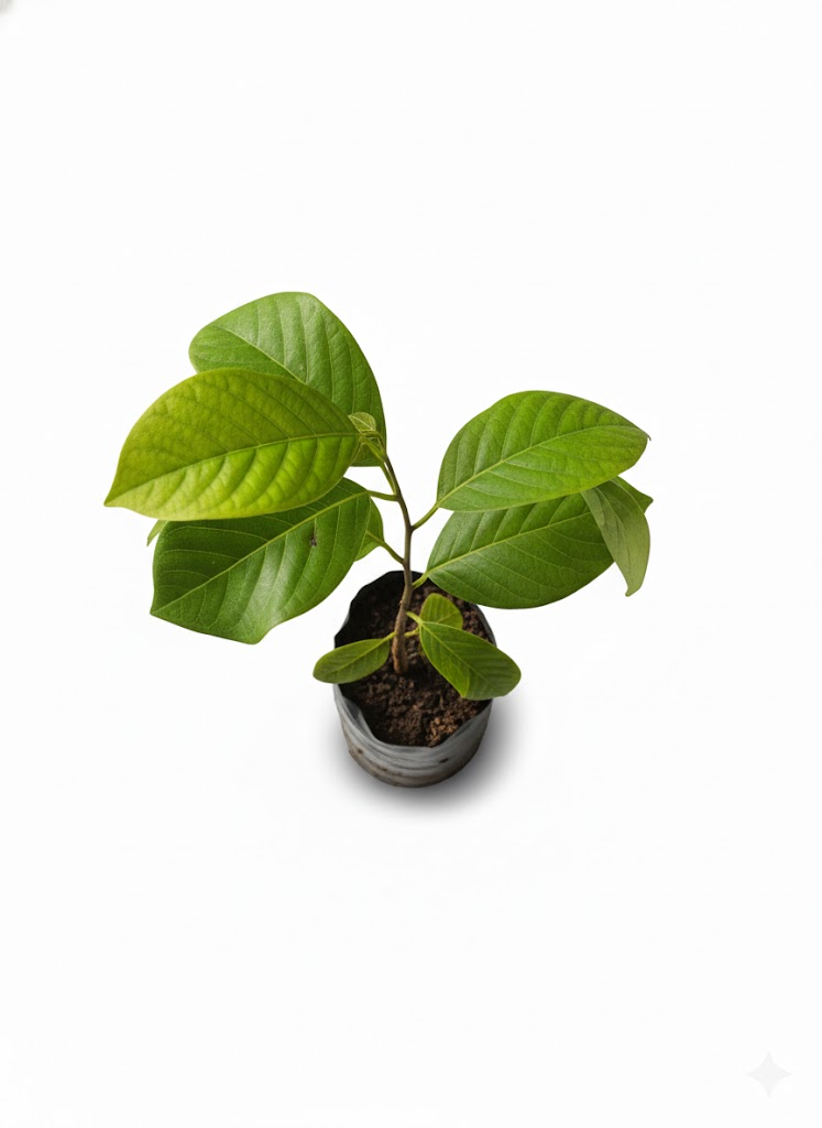 Plántula de Chirimoya (Annona cherimola) - Imagen 2