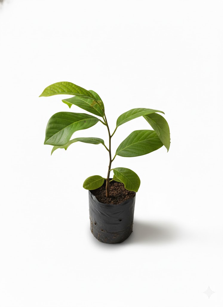 Plántula de Chirimoya (Annona cherimola) - Imagen 3